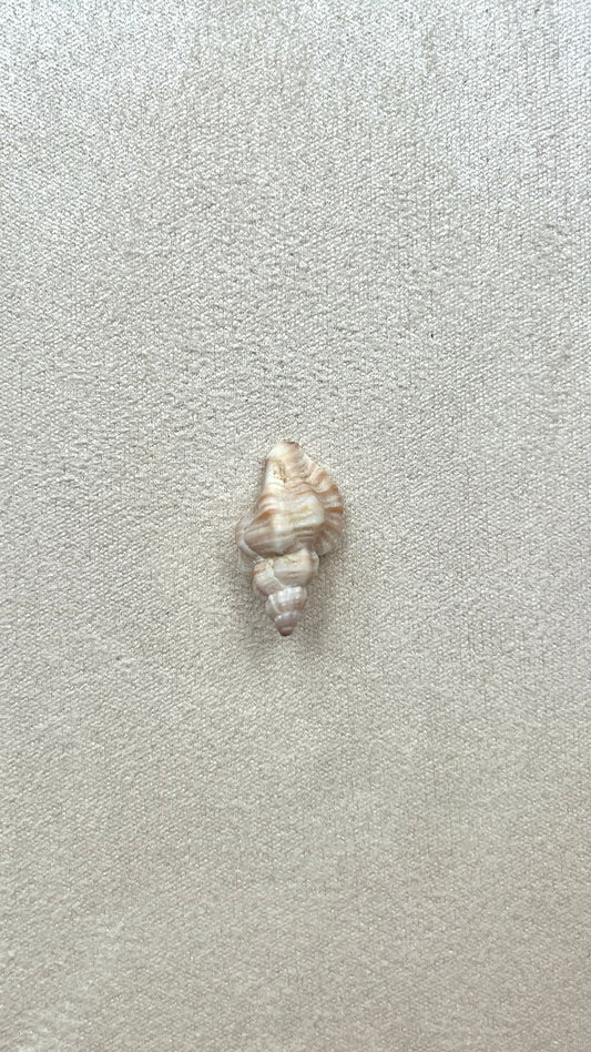 Charm coquillage naturel